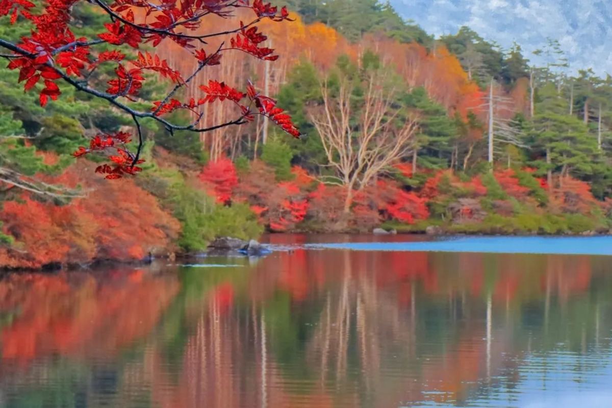 Matsuyama → Yakushima — Mononoke Forest