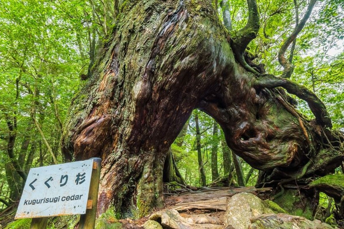 Yakushima — Ancient Trees & Beaches